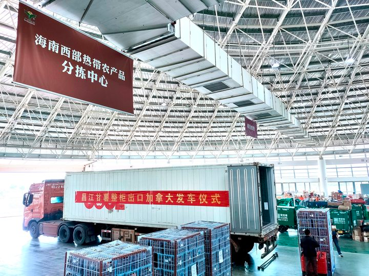 彩神vll首页昌江出口外洋市场的番薯长啥样？多路收集主播已被“圈粉”(图2)
