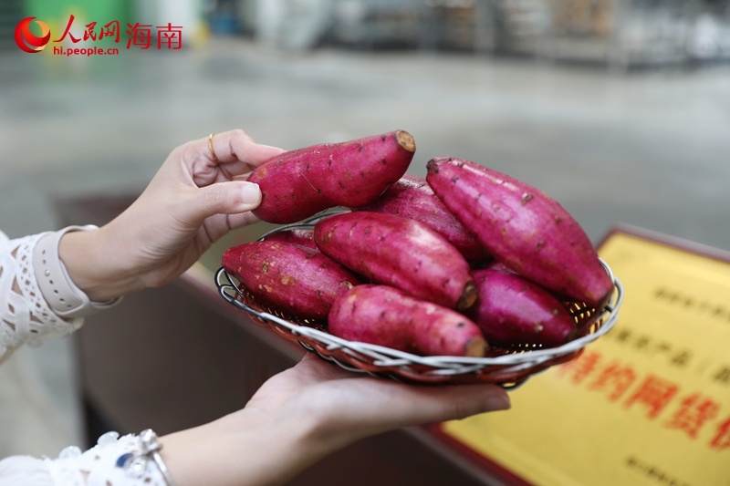彩神vll首页昌江出口外洋市场的番薯长啥样？多路收集主播已被“圈粉”(图4)